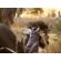 Olympus OM-D E-M1 Mark III OB: Picture 5 thumbnail