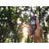 Olympus LS-P5: Picture 5 thumbnail