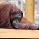 Panasonic LUMIX FZ80D: Picture 15 thumbnail