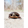 Pentax 17: Picture 21 thumbnail