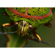 Sony 100mm f/2.8 Macro: Picture 13 thumbnail