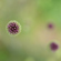 Sony 100mm f/2.8 Macro: Picture 16 thumbnail
