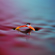 Sony 100mm f/2.8 Macro: Picture 18 thumbnail