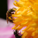 Sony 100mm f/2.8 Macro: Picture 8 thumbnail