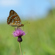 Sony 100mm f/2.8 Macro: Picture 9 thumbnail