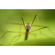 Sony 100mm f/2.8 Macro: Picture 10 thumbnail