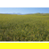 Sony 16-50mm f/3.5-5.6: Picture 13 thumbnail