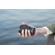 Sony FE 20-70mm f/4 G: Picture 22 thumbnail
