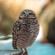 Sony 400-800mm f/6.3-8 G OSS: Picture 23 thumbnail