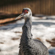 Sony 400-800mm f/6.3-8 G OSS: Picture 25 thumbnail