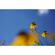 Sony FE 50mm F/2.8 Macro: Picture 3 thumbnail