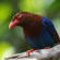 Sony a1 II: Picture 30 thumbnail