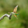 Sony a1 II: Picture 31 thumbnail
