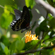 Sony Alpha a6700: Picture 8 thumbnail