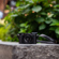 Sony RX1R III: Picture 37 thumbnail