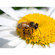 Kenko DG Auto Extension Tube Set for the...: Picture 2 thumbnail