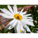 Kenko DG Auto Extension Tube Set for the...: Picture 3 thumbnail