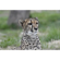 Kenko TELEPLUS HD pro: Picture 8 thumbnail