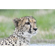 Kenko TELEPLUS HD pro: Picture 9 thumbnail