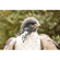 Kenko TELEPLUS HD pro: Picture 9 thumbnail