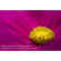 Lensbaby LBABUND Accessory Kit 0.6X Wide...: Picture 4 thumbnail
