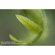 Lensbaby Creative Effects System Kit for Canon EF Mount: Picture 1 thumbnail