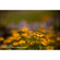 Lensbaby Creative Effects System Kit for Nikon Mount: Picture 2 thumbnail