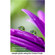 Lensbaby Control Freak: Picture 5 thumbnail