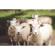 Lensbaby Composer Pro II Sweet 35: Picture 1 thumbnail