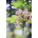 Lensbaby Composer Pro II Edge 50: Picture 4 thumbnail