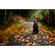 Lensbaby Composer Pro II Edge 50: Picture 2 thumbnail