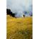 Lensbaby Composer Pro II Edge 50: Picture 4 thumbnail