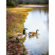 Lensbaby Composer Pro II: Picture 17 thumbnail