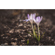 Lensbaby Composer Pro II: Picture 18 thumbnail