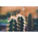 Lensbaby Composer Pro II: Picture 19 thumbnail