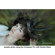 Lensbaby Composer Pro: Picture 2 thumbnail