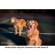 Lensbaby Composer Pro 35mm: Picture 4 thumbnail