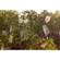 Lensbaby Edge 50 Optic - 50mm flat field...: Picture 5 thumbnail