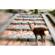 Lensbaby Composer Pro II Sweet 50: Picture 1 thumbnail
