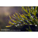 Lensbaby RAMACK 37mm Macro Filter Close ...: Picture 3 thumbnail