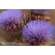 Lensbaby RAMACK 37mm Macro Filter Close ...: Picture 5 thumbnail