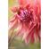 Lensbaby 46mm Macro Filter Kit: Picture 6 thumbnail