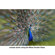 Lensbaby Muse: Picture 4 thumbnail