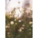 Lensbaby Soft Focus II: Picture 1 thumbnail