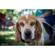 Lensbaby Trio 28: Picture 2 thumbnail