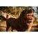 Lensbaby Trio 28: Picture 5 thumbnail