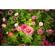 Lensbaby Trio 28: Picture 6 thumbnail