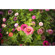 Lensbaby Trio 28 28mm f/3.5 Lens: Picture 5 thumbnail
