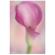 Lensbaby Velvet 56: Picture 3 thumbnail