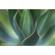 Lensbaby Velvet 56: Picture 21 thumbnail